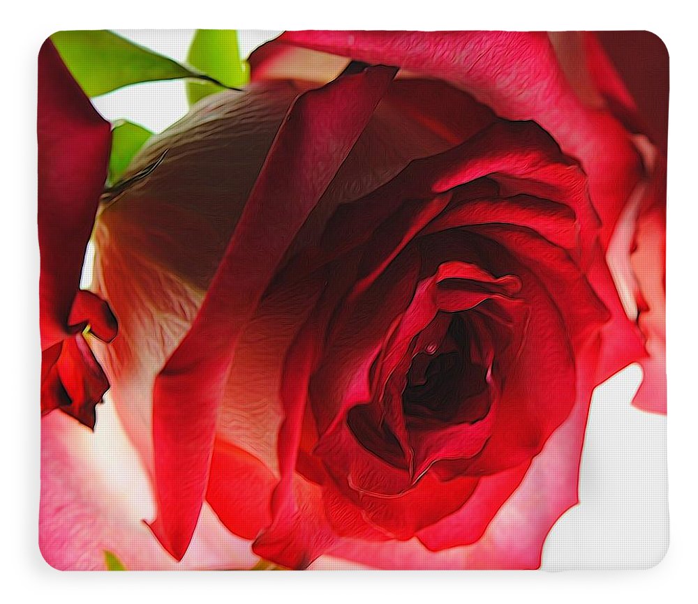 Pink Lined White Rose - Blanket