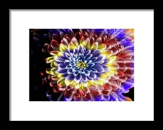 Rainbow Chrysanthemum - Framed Print