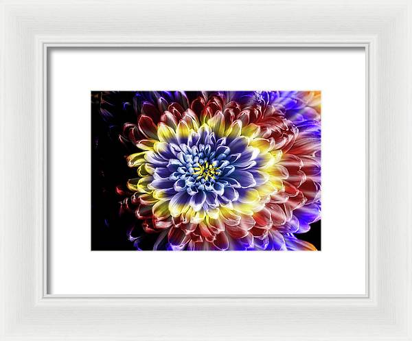 Rainbow Chrysanthemum - Framed Print