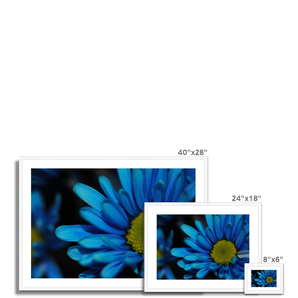 Blue Daisy Framed & Mounted Print