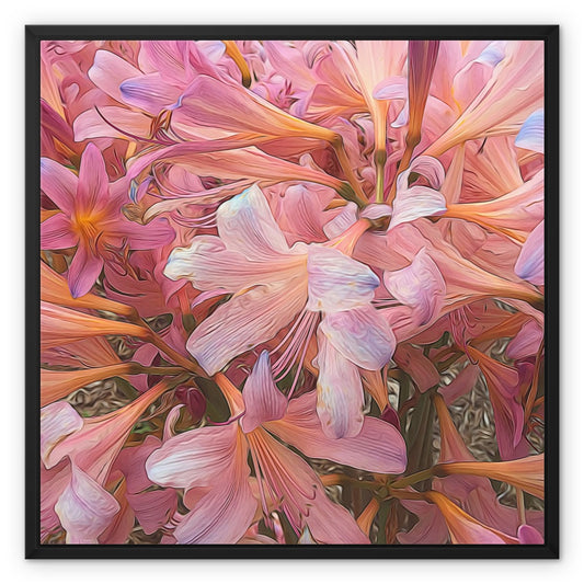 Pink Amaryllis Framed Canvas