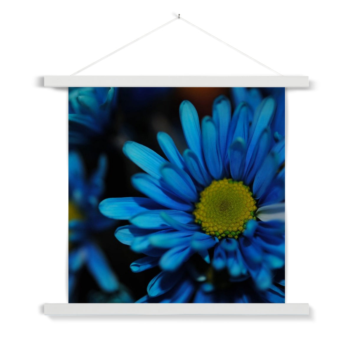 Blue Daisy Fine Art Print with Hanger