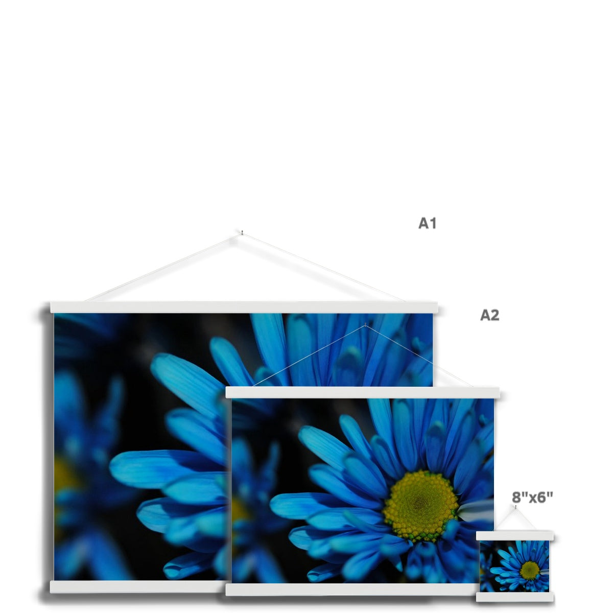 Blue Daisy Fine Art Print with Hanger
