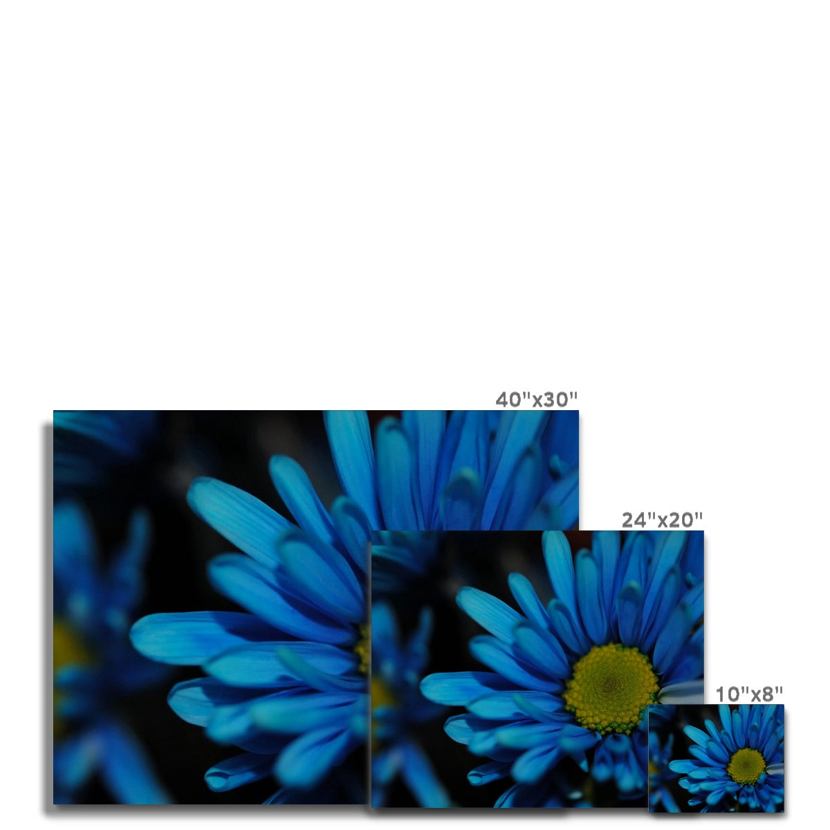 Blue Daisy Canvas