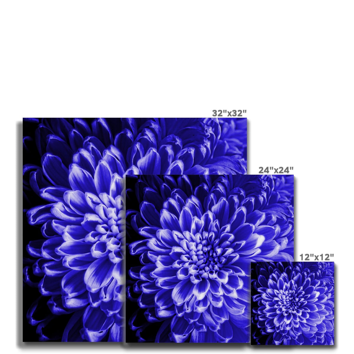Blue Chrysanthemum Canvas