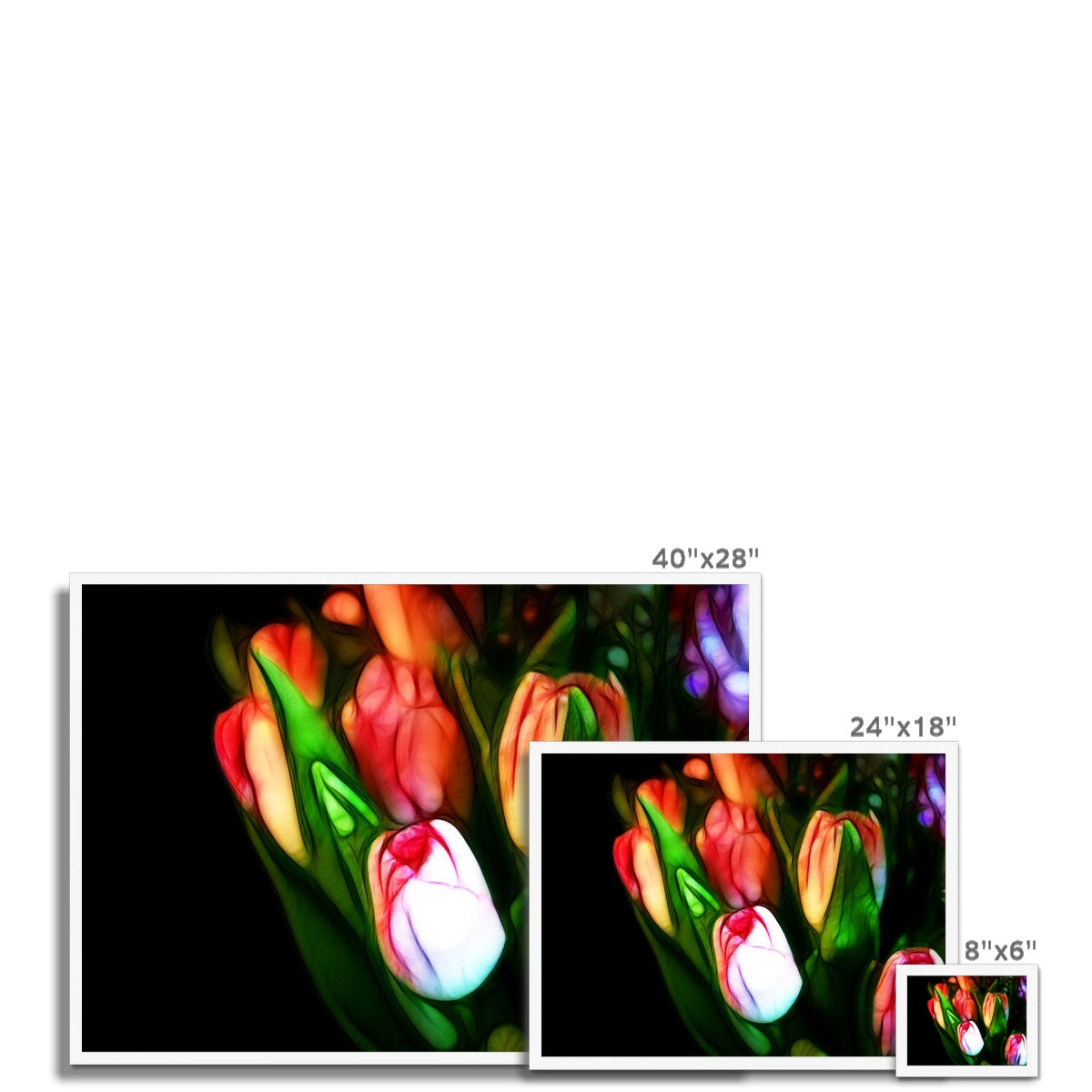 Pink Tulips Framed Print