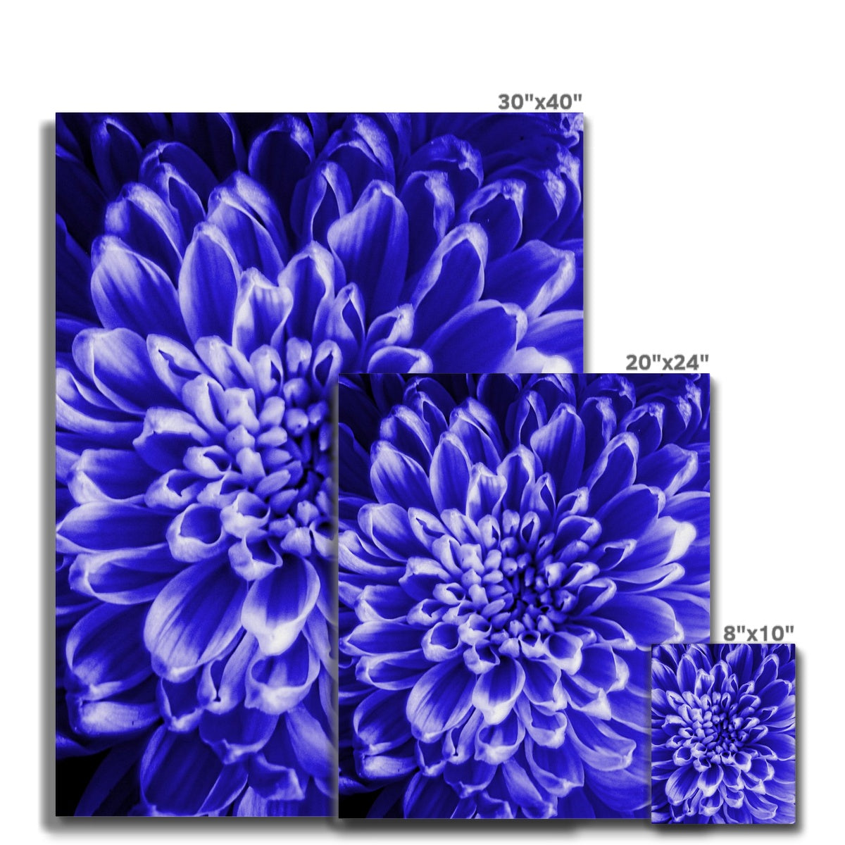 Blue Chrysanthemum Canvas
