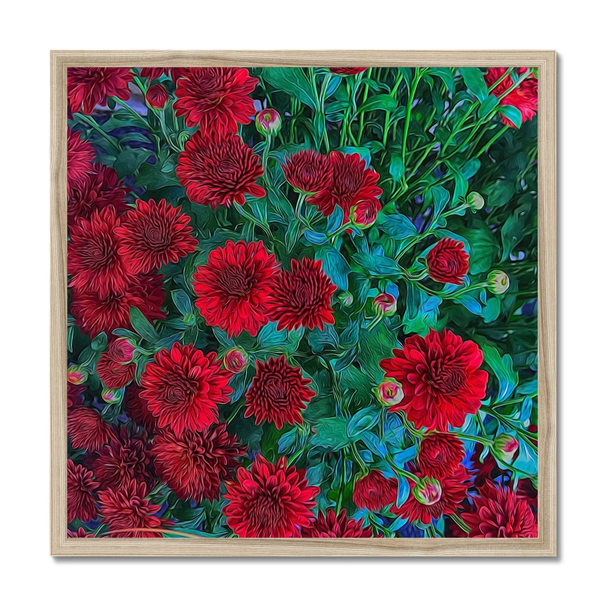Red Mums Framed Print