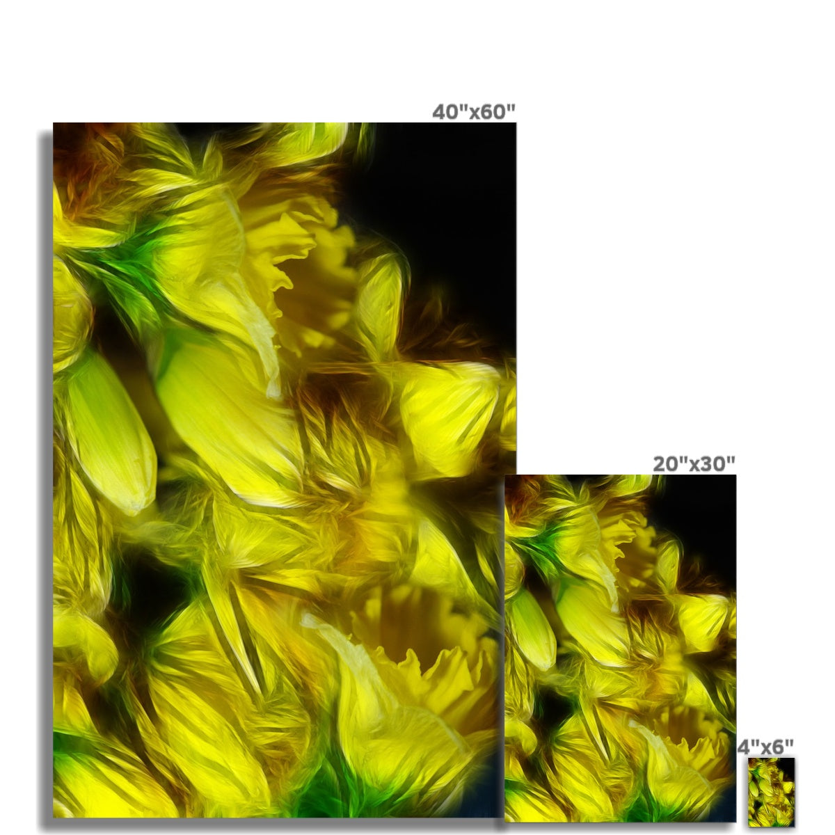 Abstract Yellow Daffodils Hahnemühle Photo Rag Print
