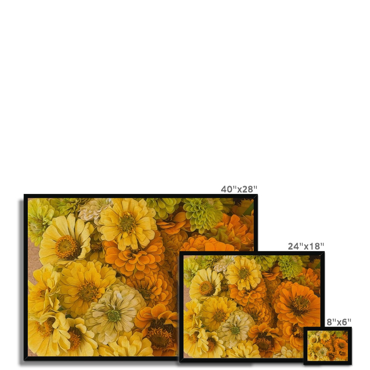 Yellow Zinnias Framed Print