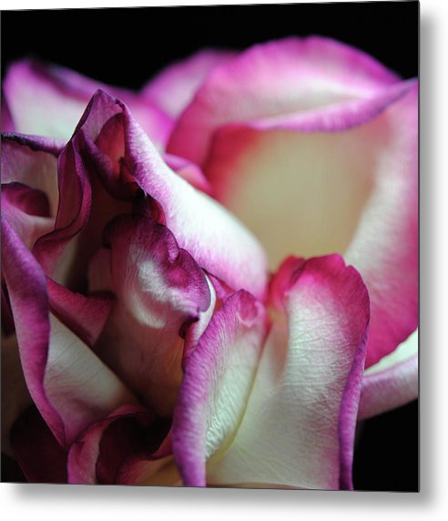 Pink Lined White Rose - Metal Print