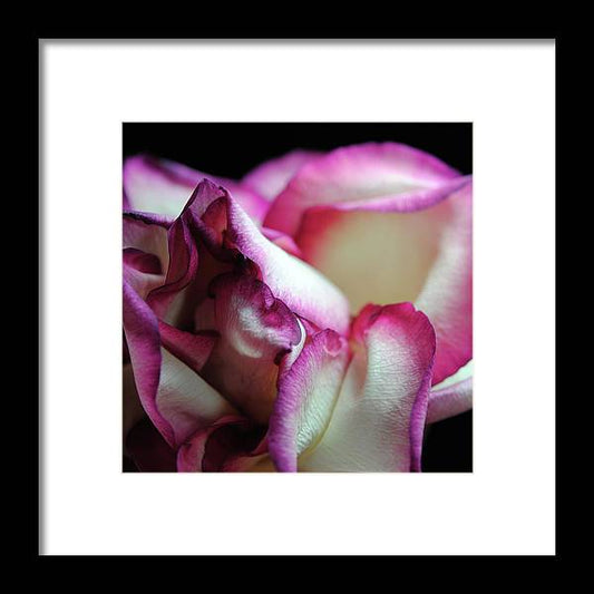 Pink Lined White Rose - Framed Print