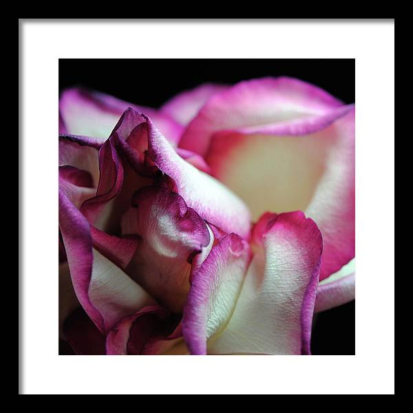 Pink Lined White Rose - Framed Print