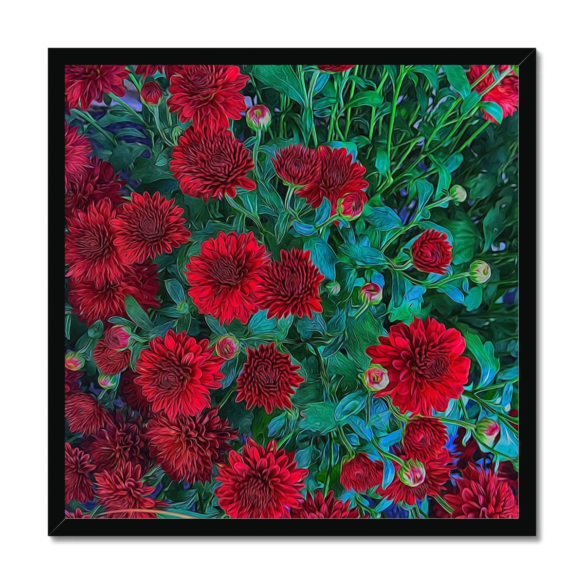 Red Mums Framed Print