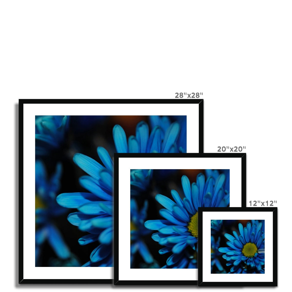 Blue Daisy Framed & Mounted Print