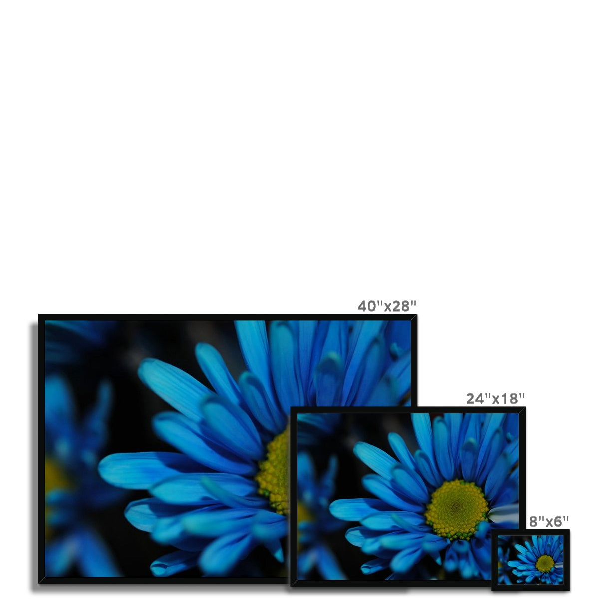 Blue Daisy Framed Print