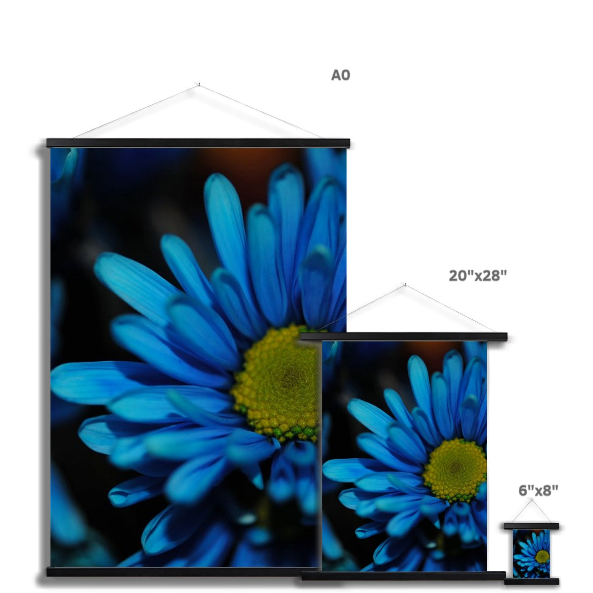 Blue Daisy Fine Art Print with Hanger