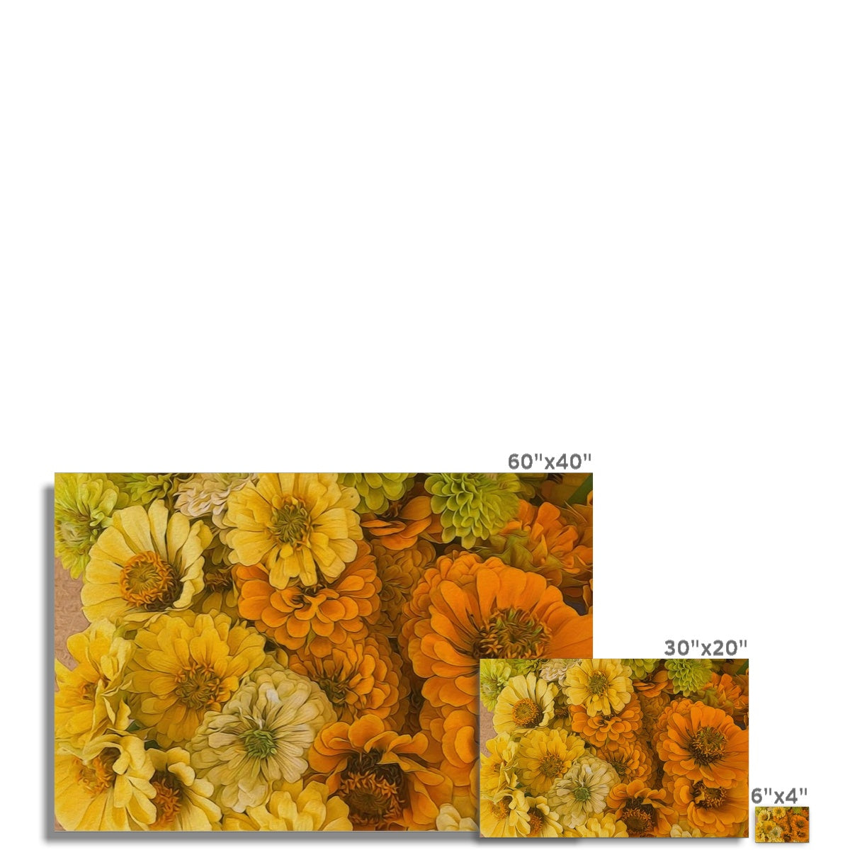 Yellow Zinnias Hahnemühle Photo Rag Print