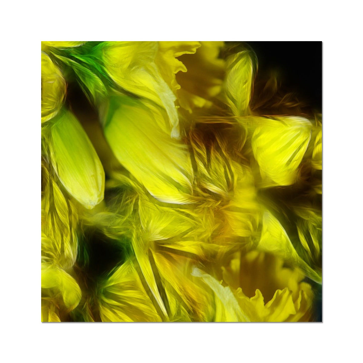 Abstract Yellow Daffodils Fine Art Print