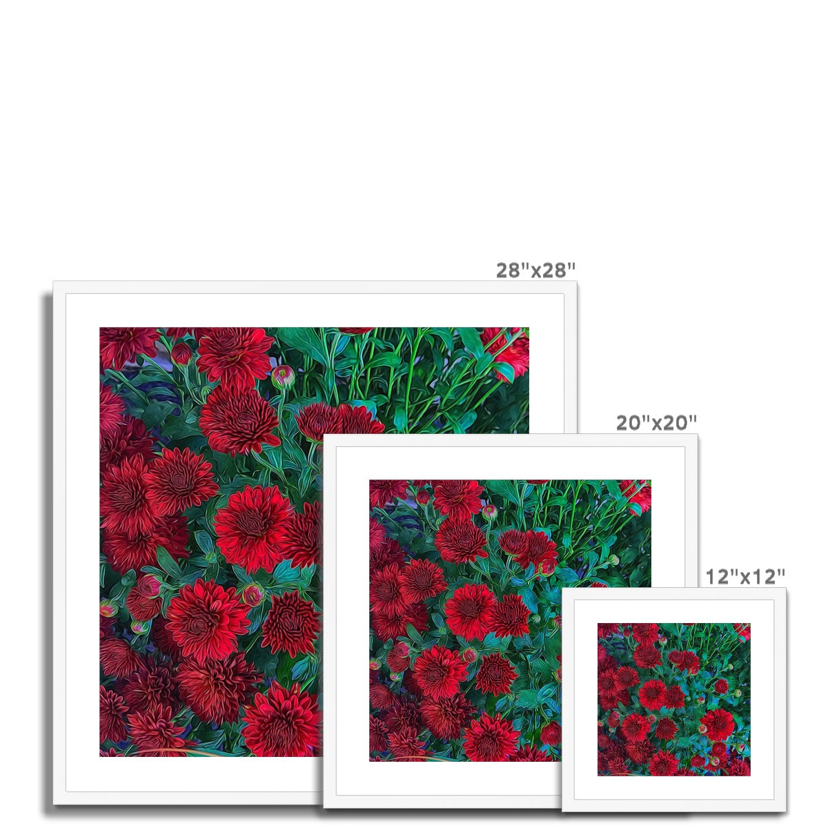 Red Mums Framed & Mounted Print