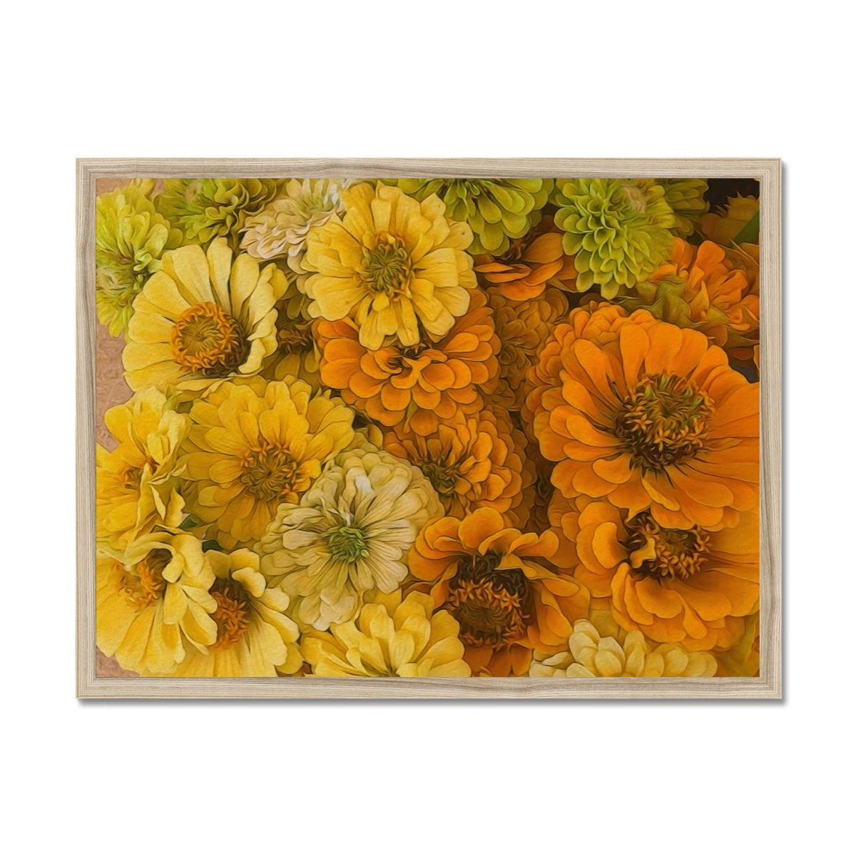Yellow Zinnias Framed Print