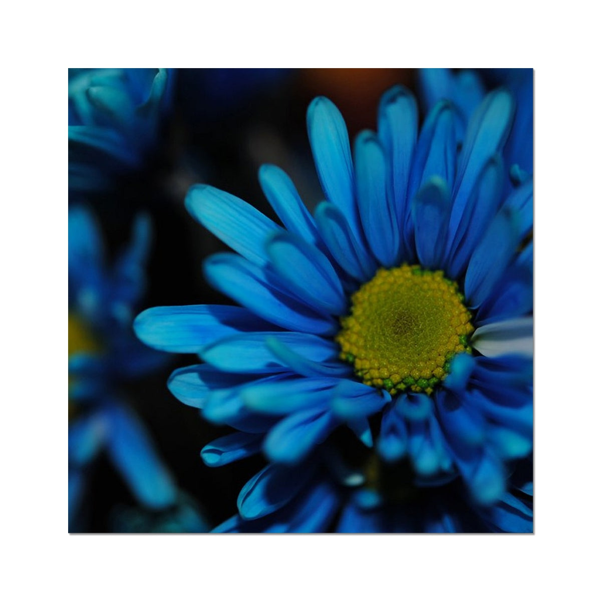 Blue Daisy Hahnemühle Photo Rag Print