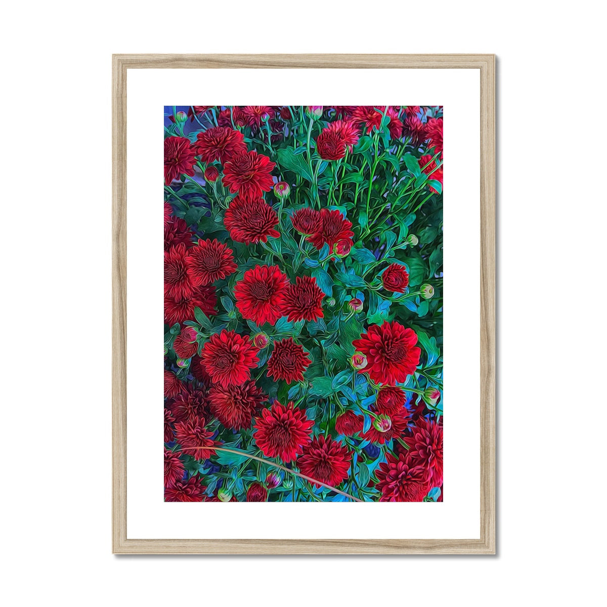 Red Mums Framed & Mounted Print