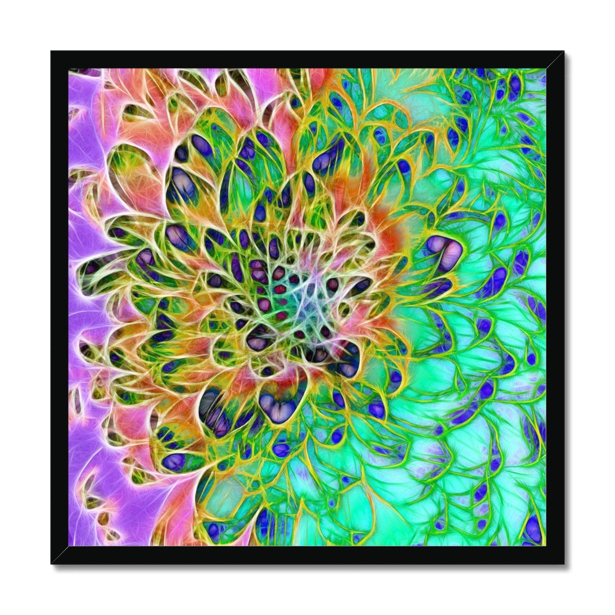Abstract Peacock Chrysanthemum Framed Print