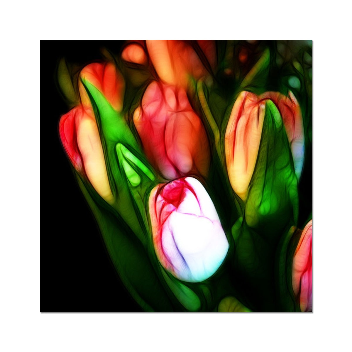 Pink Tulips Hahnemühle Photo Rag Print