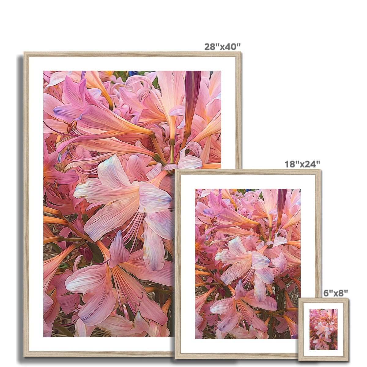 Pink Amaryllis Framed & Mounted Print
