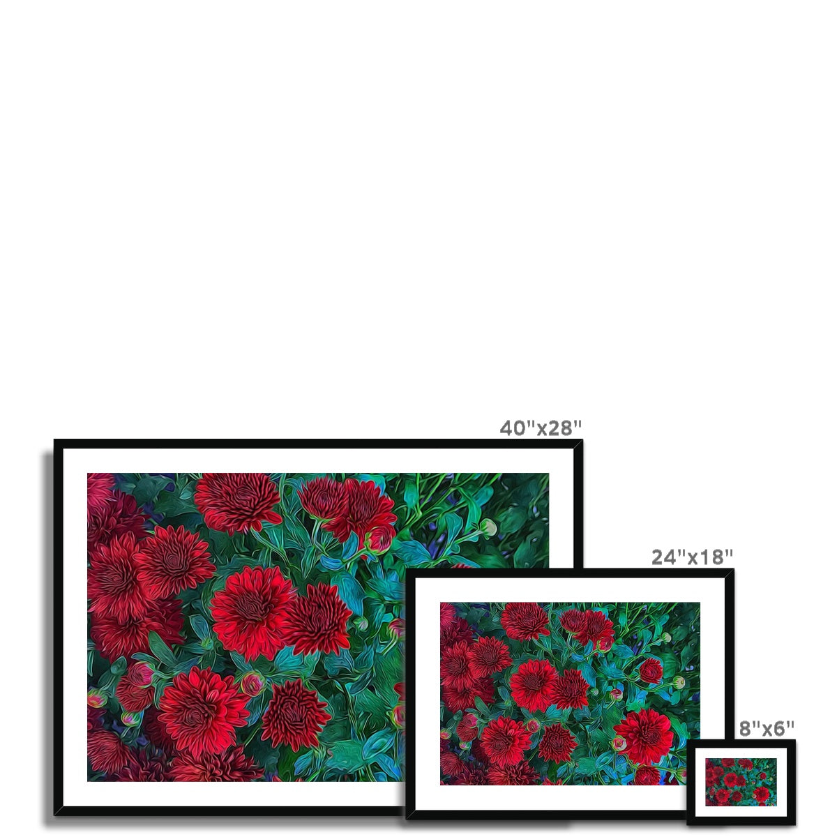 Red Mums Framed & Mounted Print