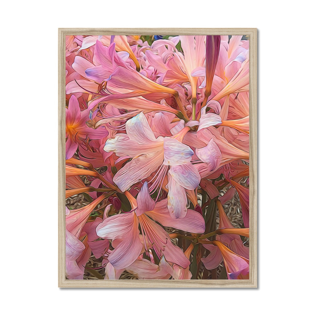 Pink Amaryllis Framed Print
