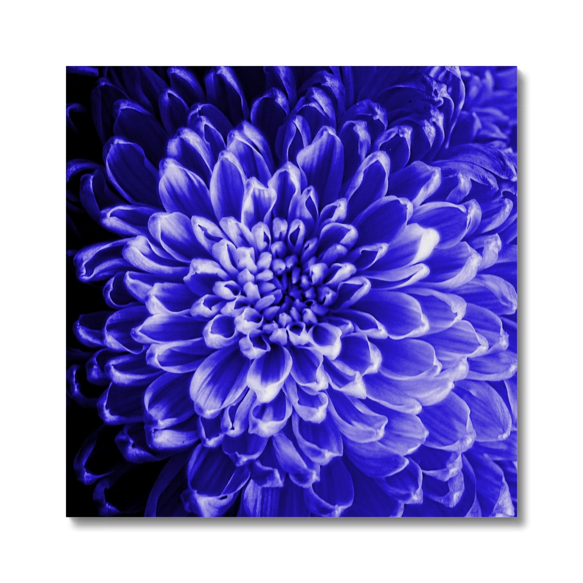 Blue Chrysanthemum Canvas