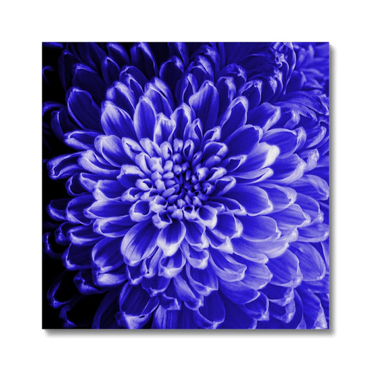 Blue Chrysanthemum Canvas