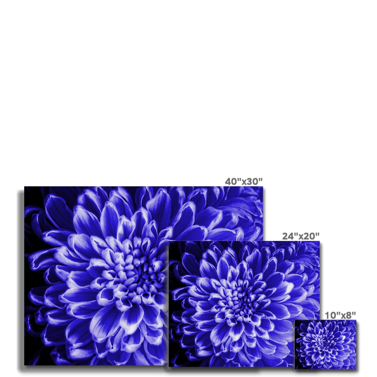 Blue Chrysanthemum Canvas