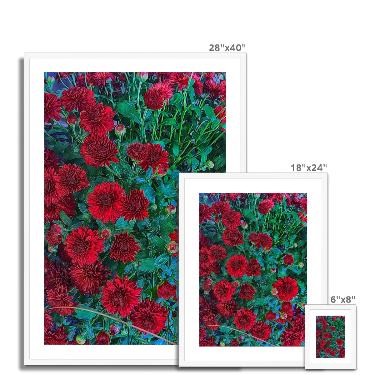 Red Mums Framed & Mounted Print