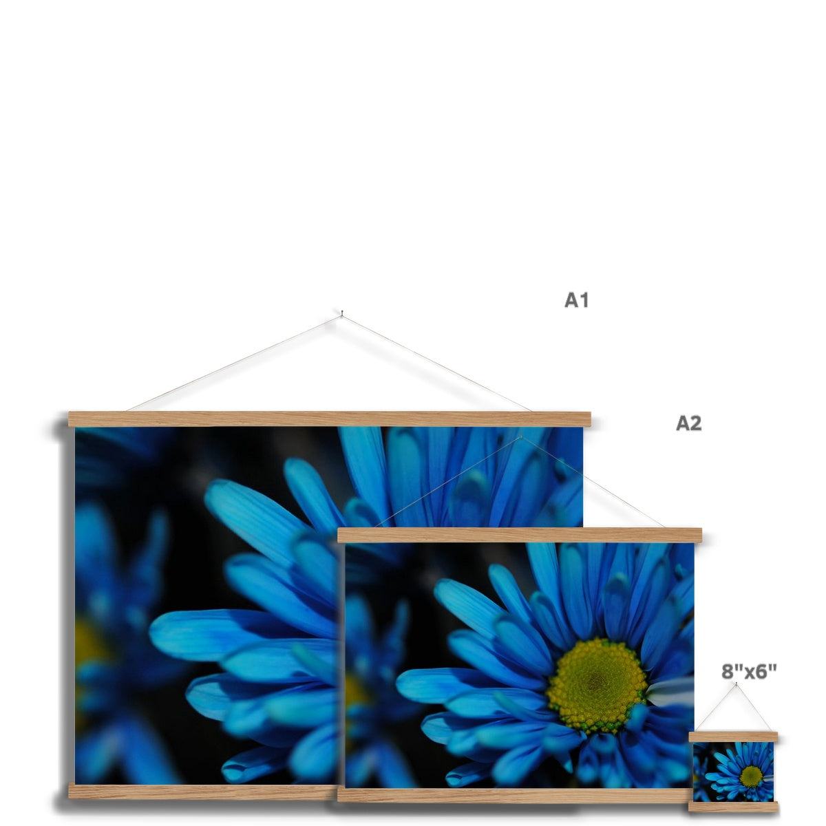Blue Daisy Fine Art Print with Hanger