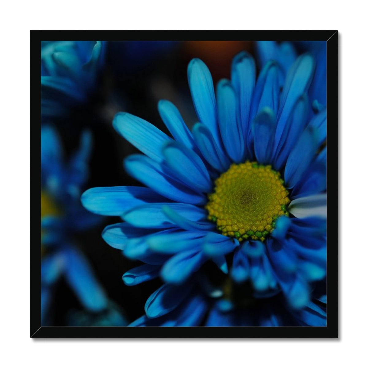 Blue Daisy Framed Print