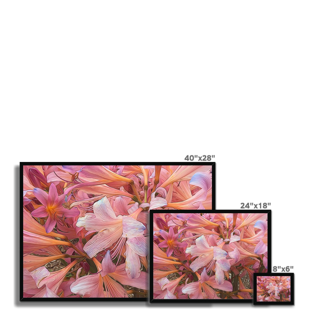 Pink Amaryllis Framed Print