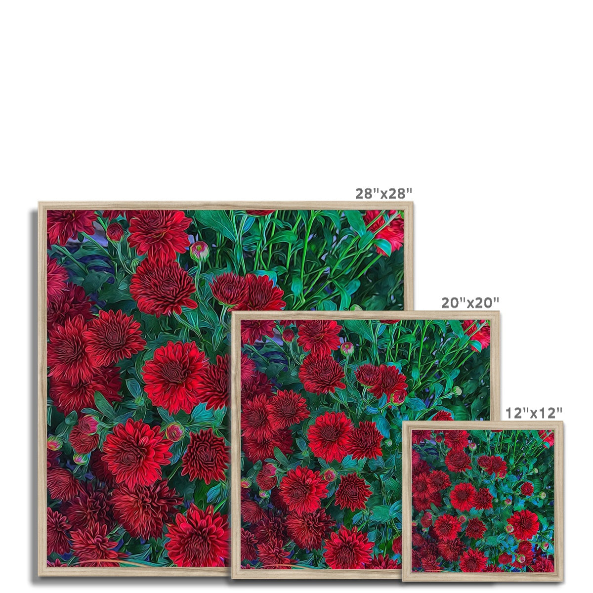 Red Mums Framed Print