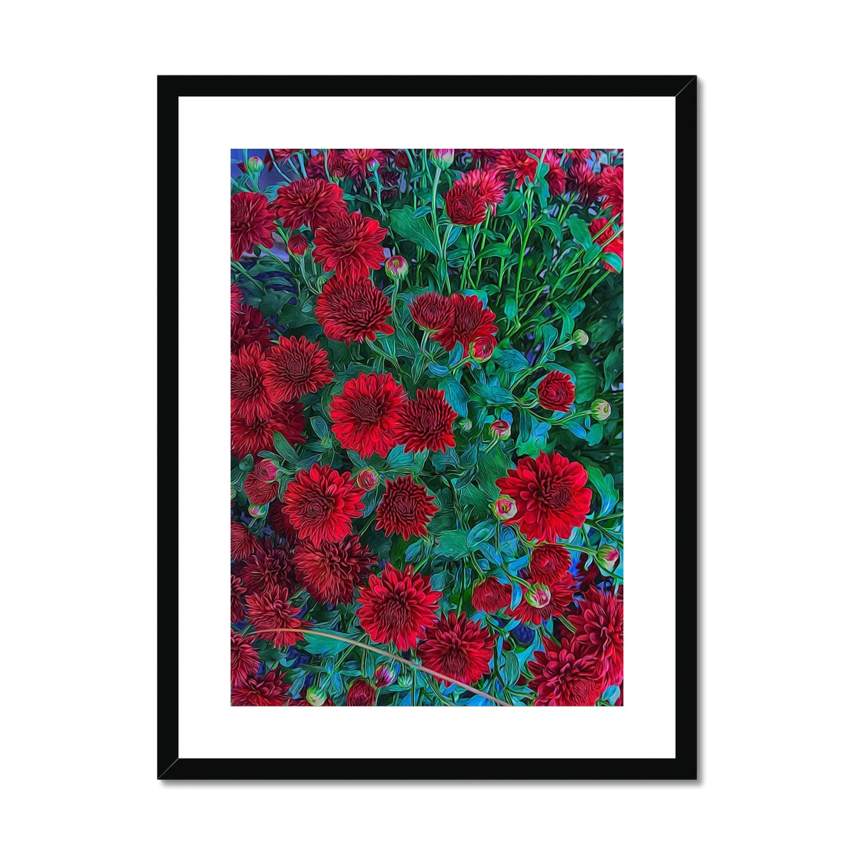 Red Mums Framed & Mounted Print