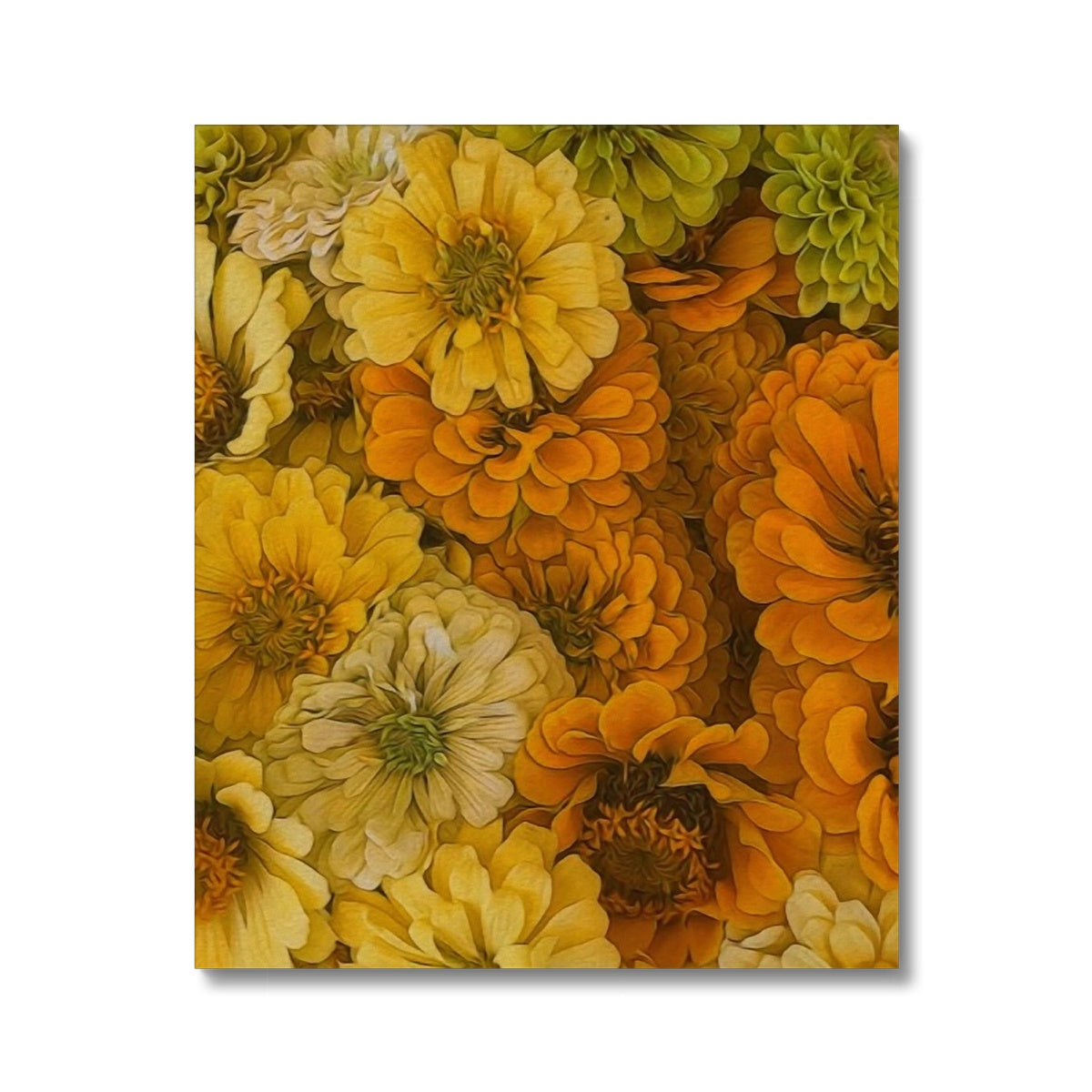 Yellow Zinnias Canvas
