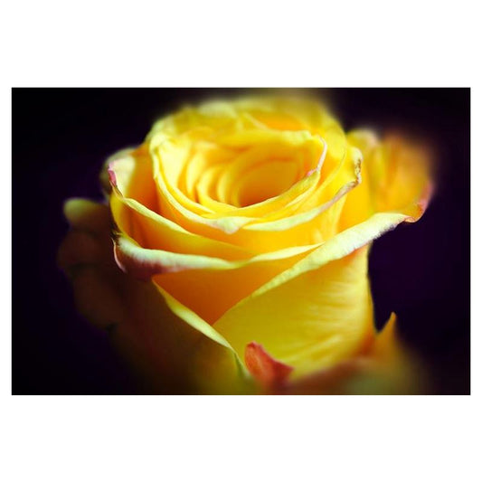 Yellow Rose Hip Flask