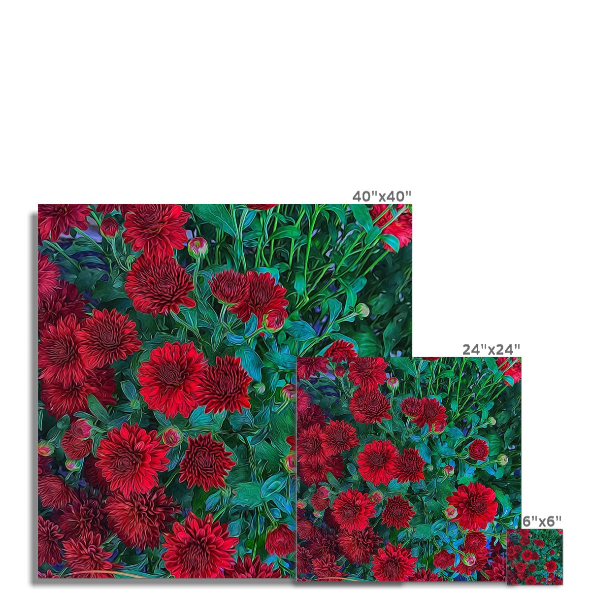 Red Mums Hahnemühle Photo Rag Print