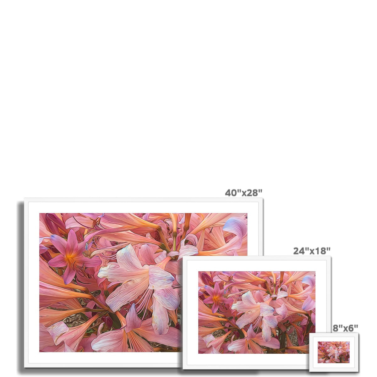 Pink Amaryllis Framed & Mounted Print