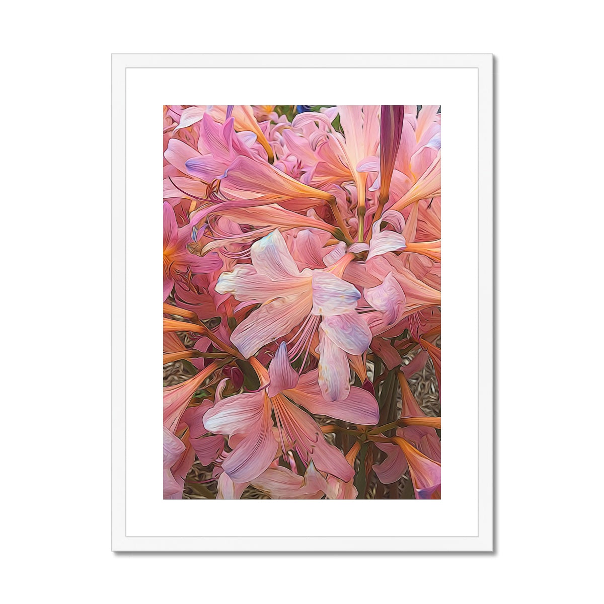 Pink Amaryllis Framed & Mounted Print