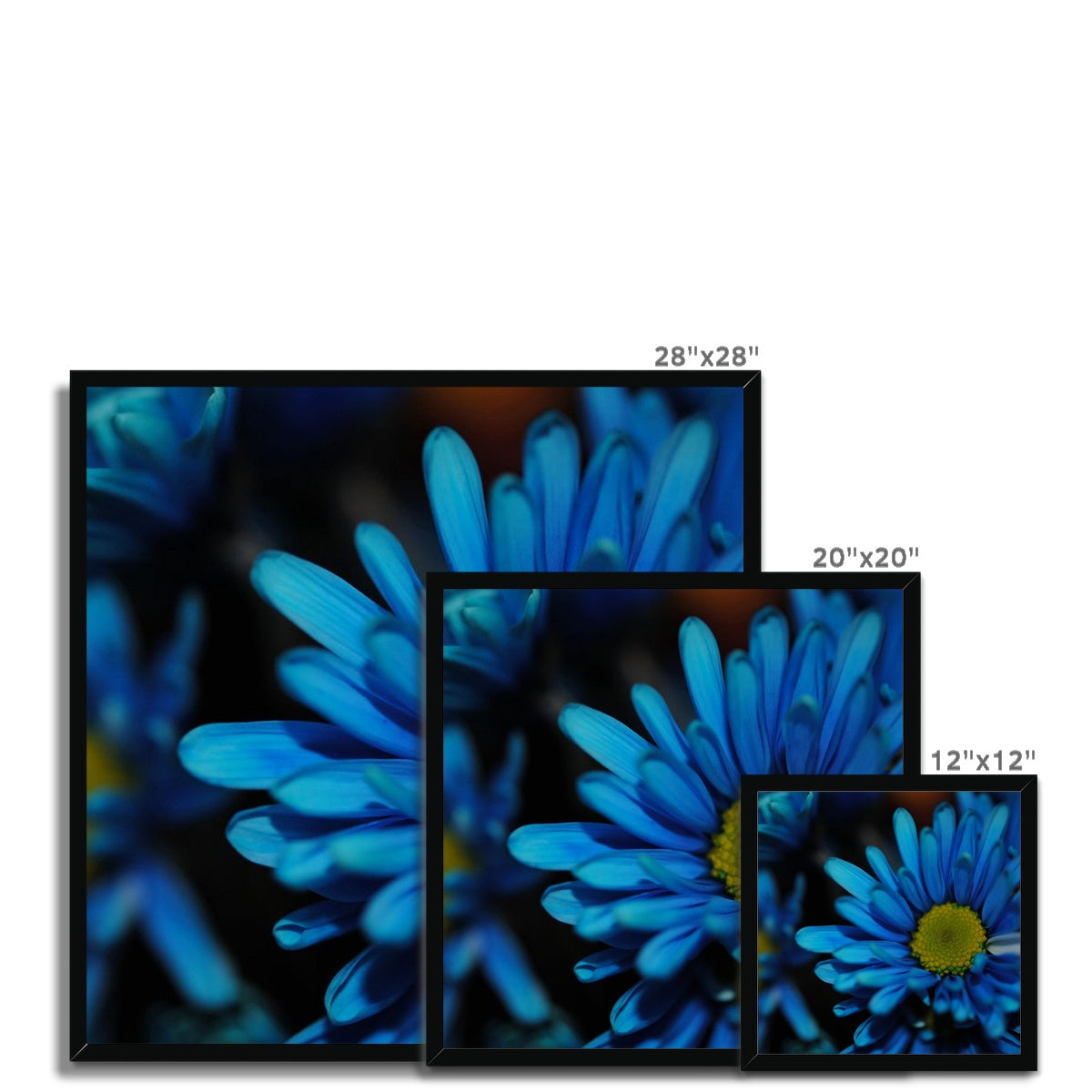 Blue Daisy Framed Print