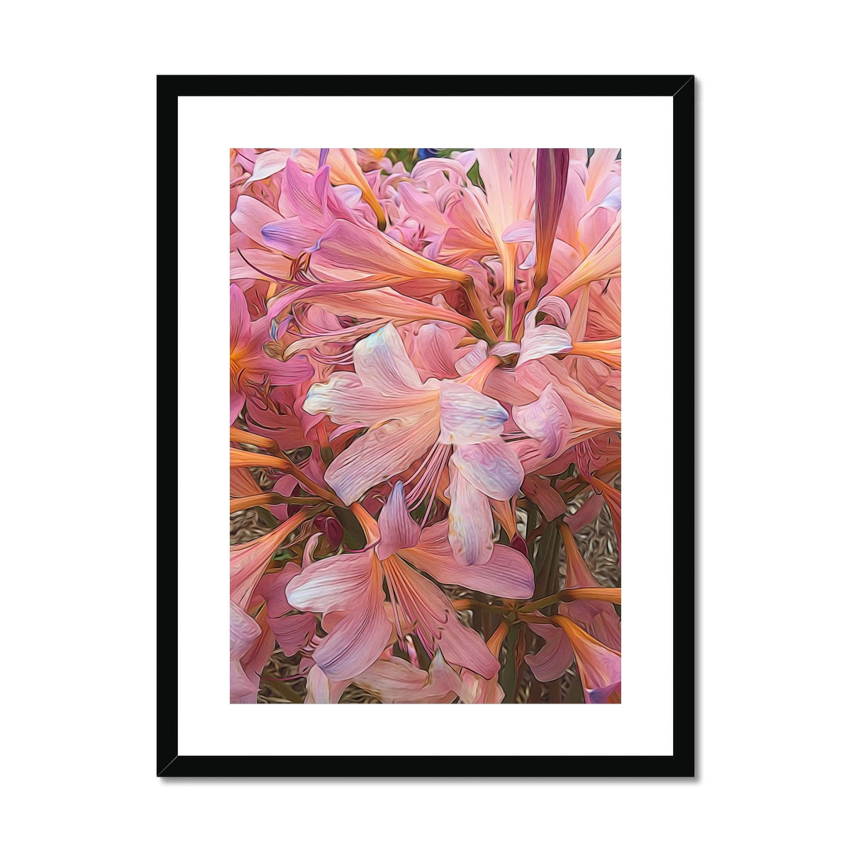 Pink Amaryllis Framed & Mounted Print