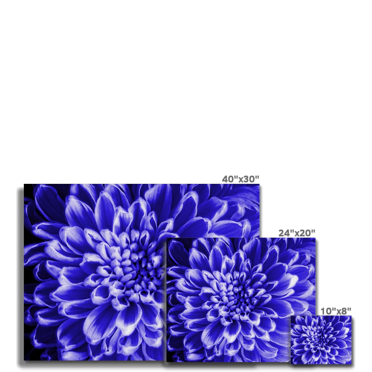 Blue Chrysanthemum Canvas