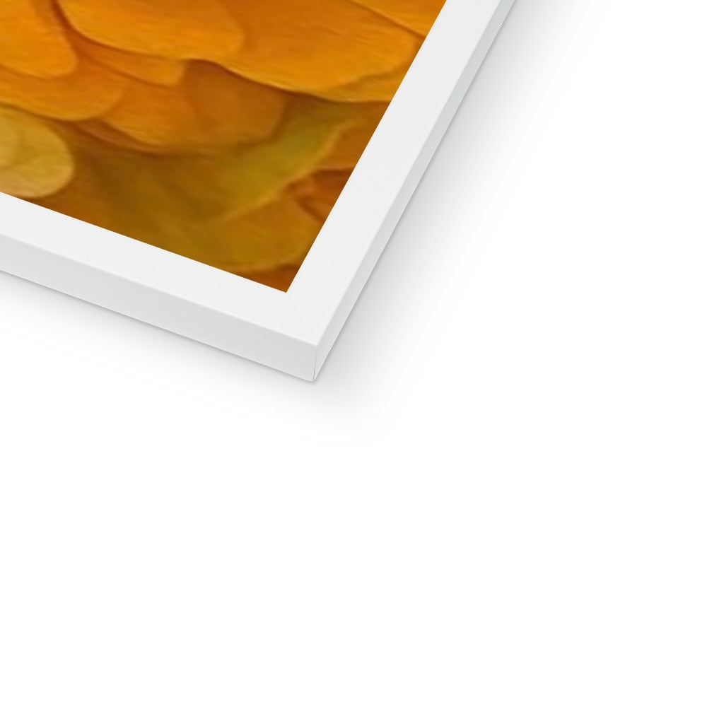 Yellow Zinnias Framed Print
